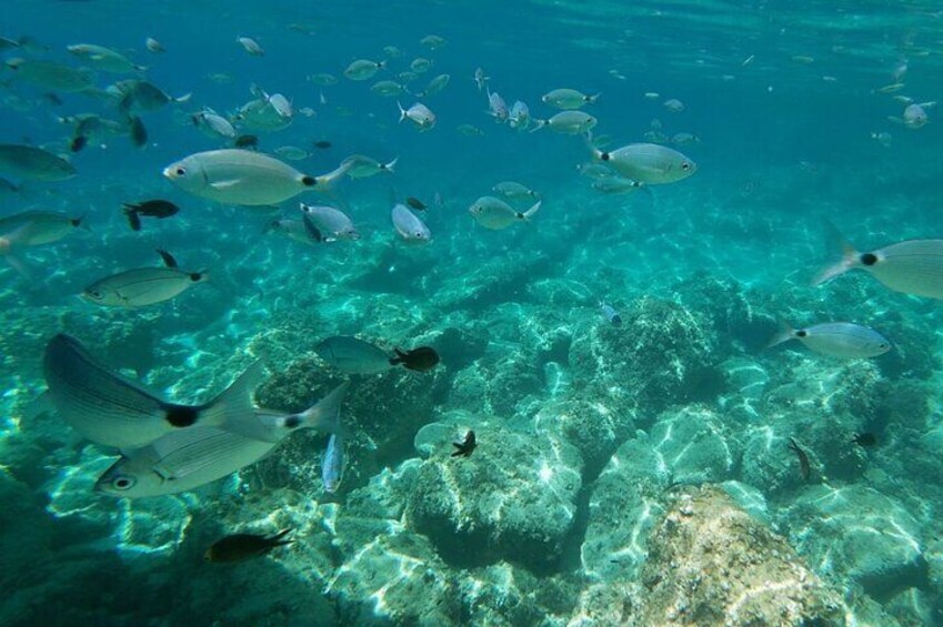 Porto Conte Park 3 Hours Snorkeling Experience