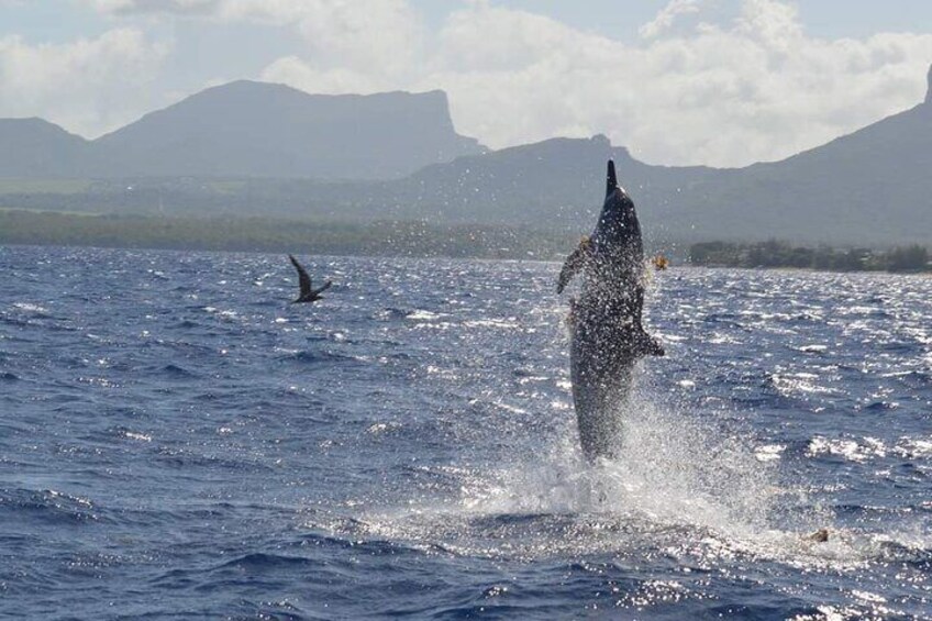 Snorkel with Dolphins, Lunch on Benitiers island, Speedboat 