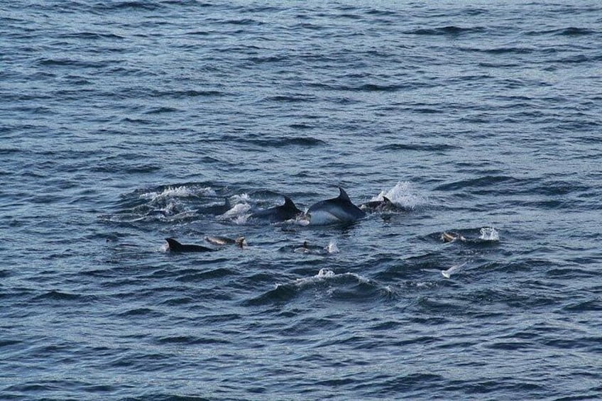Snorkel with Dolphins, Lunch on Benitiers island, Speedboat 3