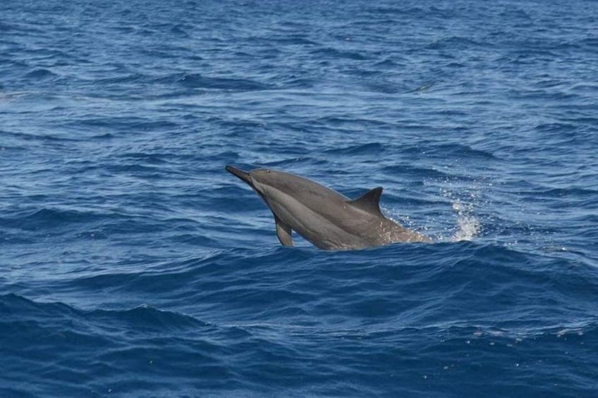 Snorkel with Dolphins, Lunch on Benitiers island, Speedboat 4