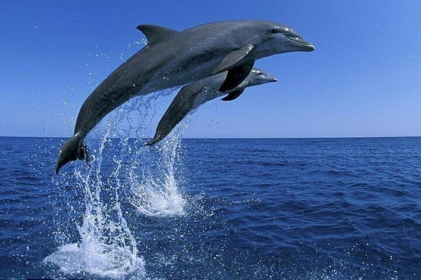Snorkel with Dolphins, Lunch on Benitiers island, Speedboat 4