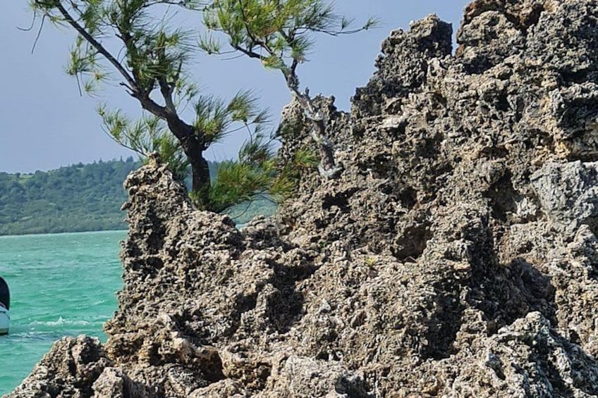Snorkel with Dolphins, Lunch on Benitiers island, Speedboat 5