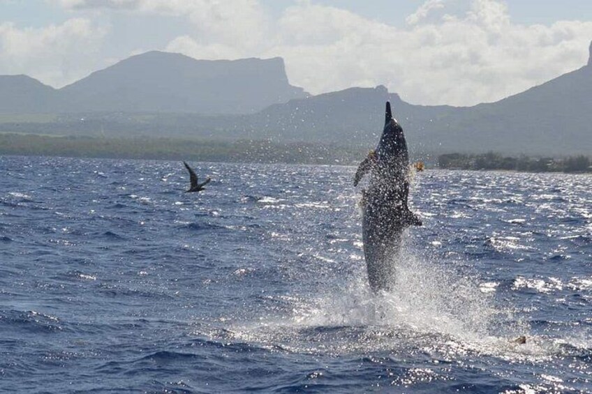 Snorkel with Dolphins, Lunch on Benitiers island, Speedboat 1