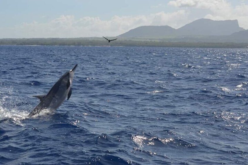 Un delfino salta fuori dall'oceano, con montagne sullo sfondo. 5