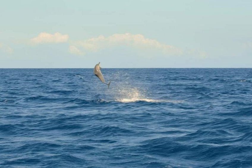 Snorkel with Dolphins, Lunch on Benitiers island, Speedboat 4