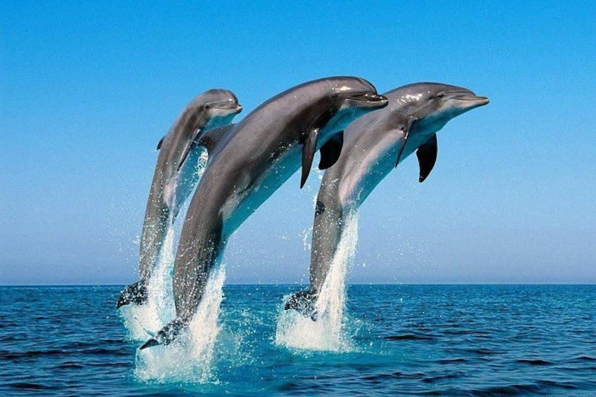 Snorkel with Dolphins, Lunch on Benitiers island, Speedboat 3