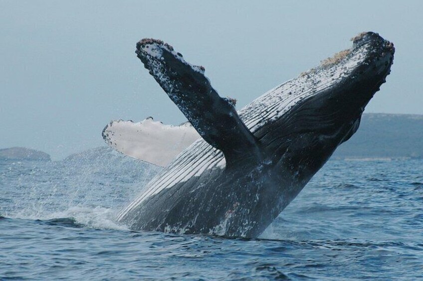 Una ballena emergiendo, mostrando sus aletas caudal sobre el agua. 4