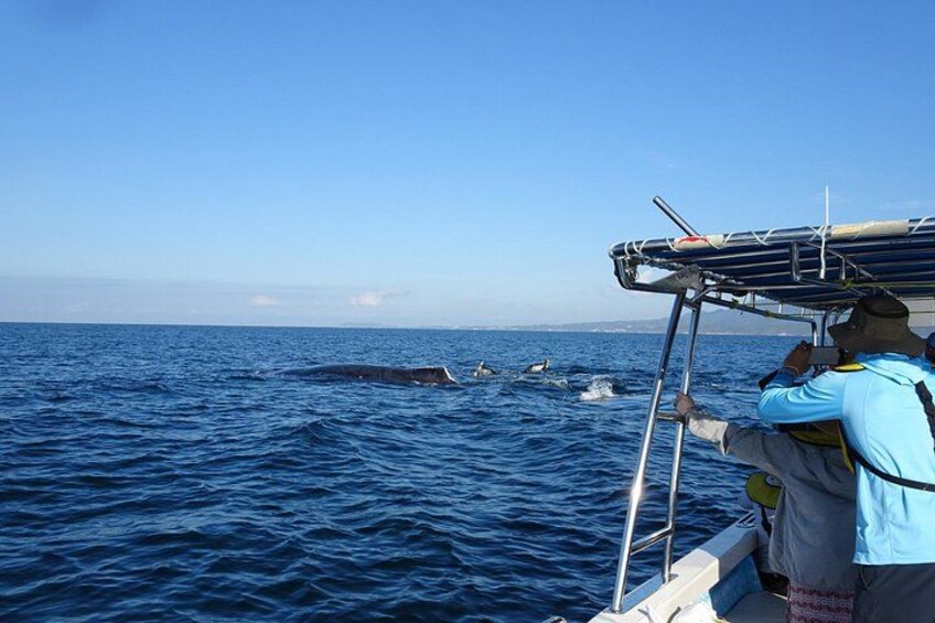 Una embarcación con dos personas observando una ballena en el océano. 3