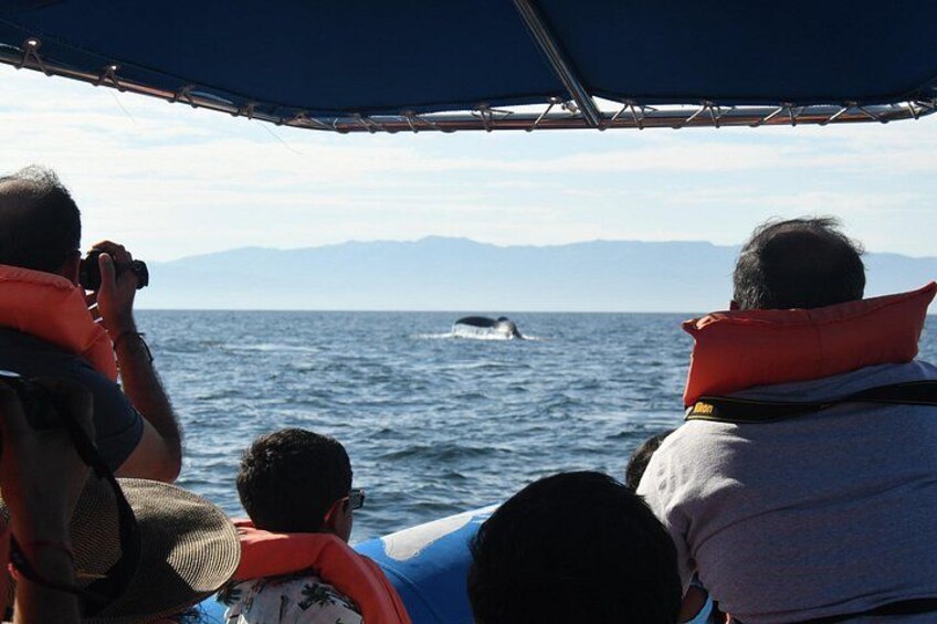 Un grupo de personas en un barco observando una ballena saltando fuera del agua. 2