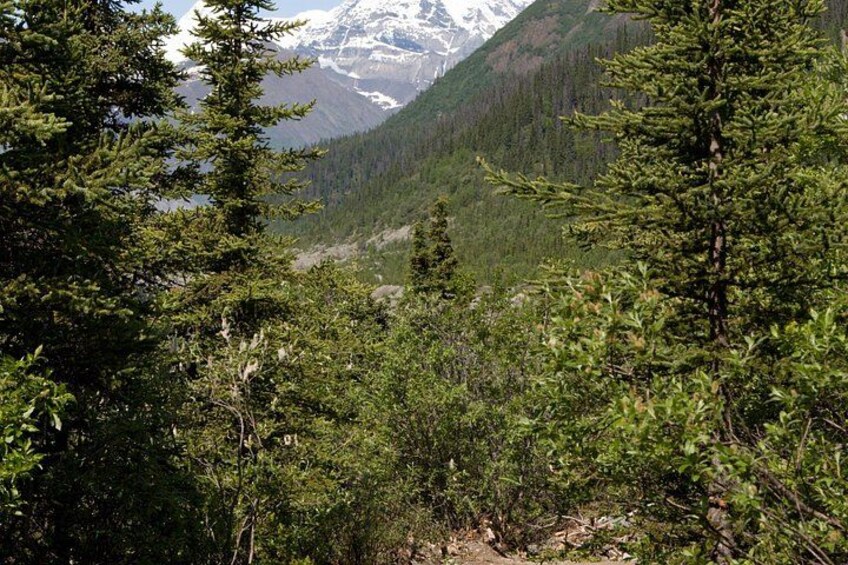 A forested mountain landscape with snow-capped peaks in the background. 3