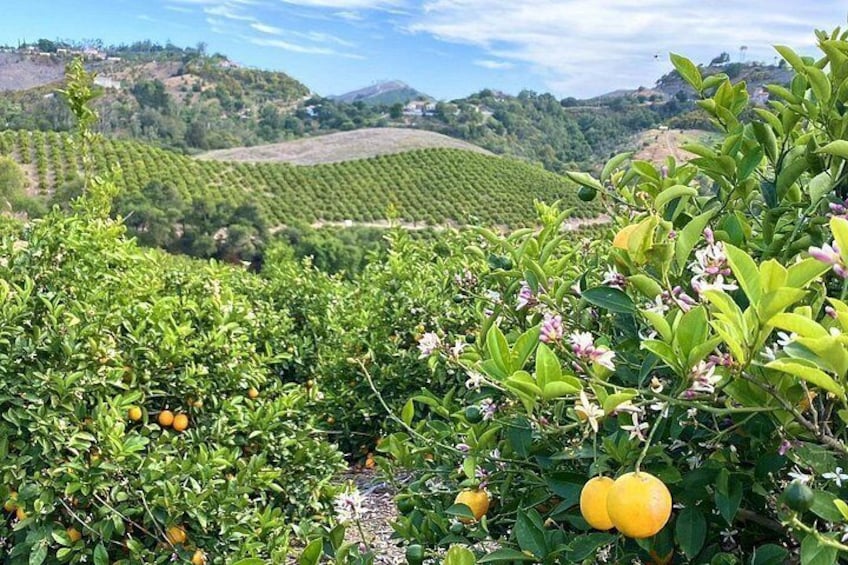 U-Pick - Tangerine and Lemon Picking at Sunmist Tangerine Farm 3