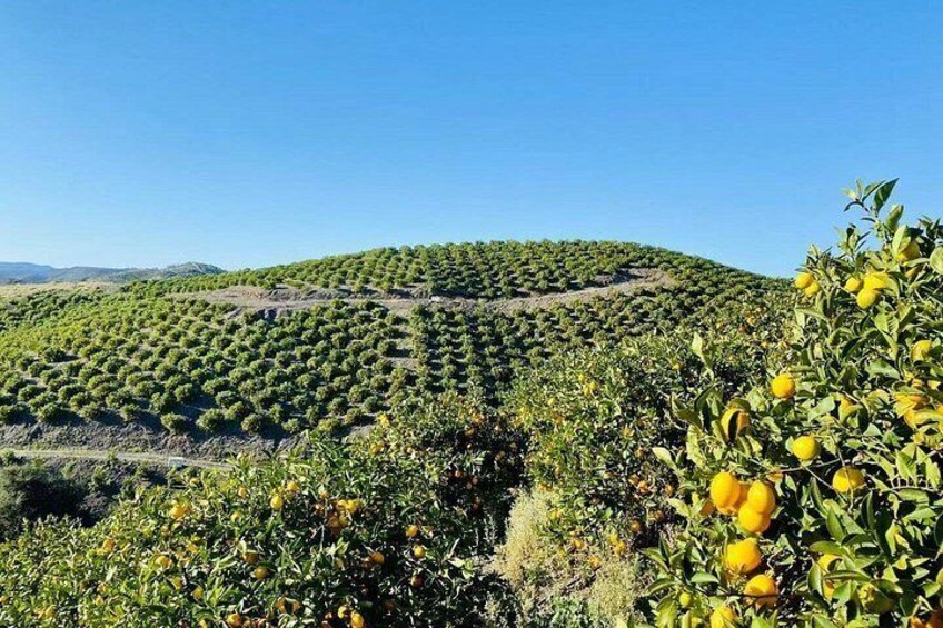 U-Pick - Tangerine and Lemon Picking at Sunmist Tangerine Farm 5