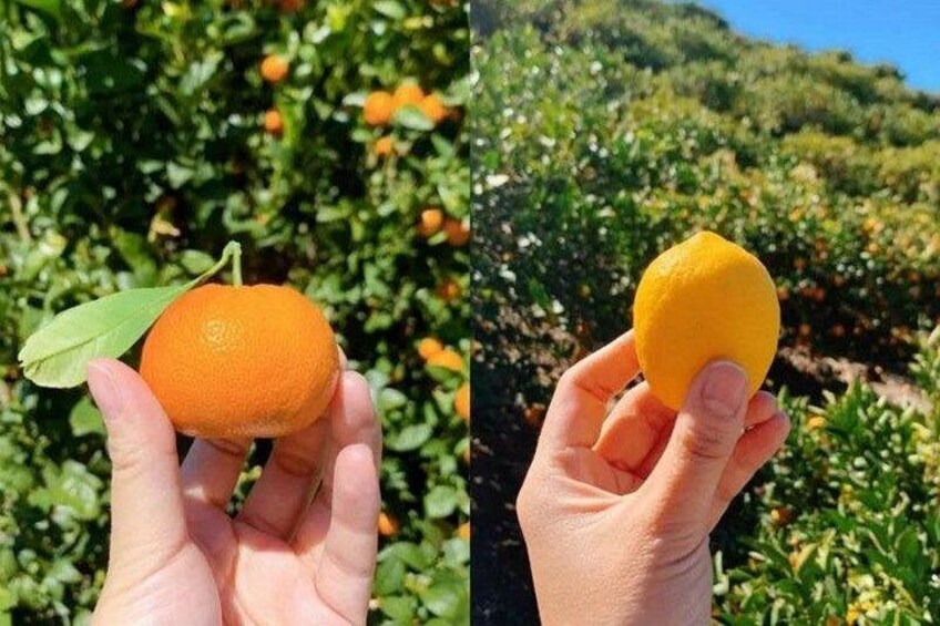 U-Pick - Tangerine and Lemon Picking at Sunmist Tangerine Farm 2