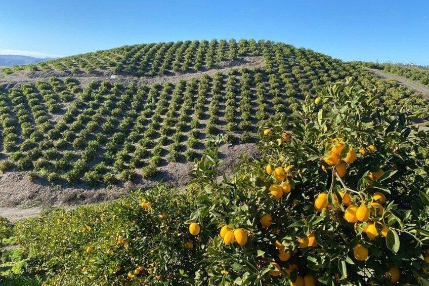 U-Pick - Tangerine and Lemon Picking at Sunmist Tangerine Farm 3
