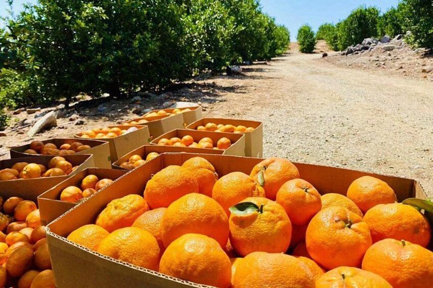 U-Pick - Tangerine and Lemon Picking at Sunmist Tangerine Farm 4