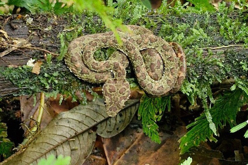 A snake coiled on a log surrounded by green foliage. 4
