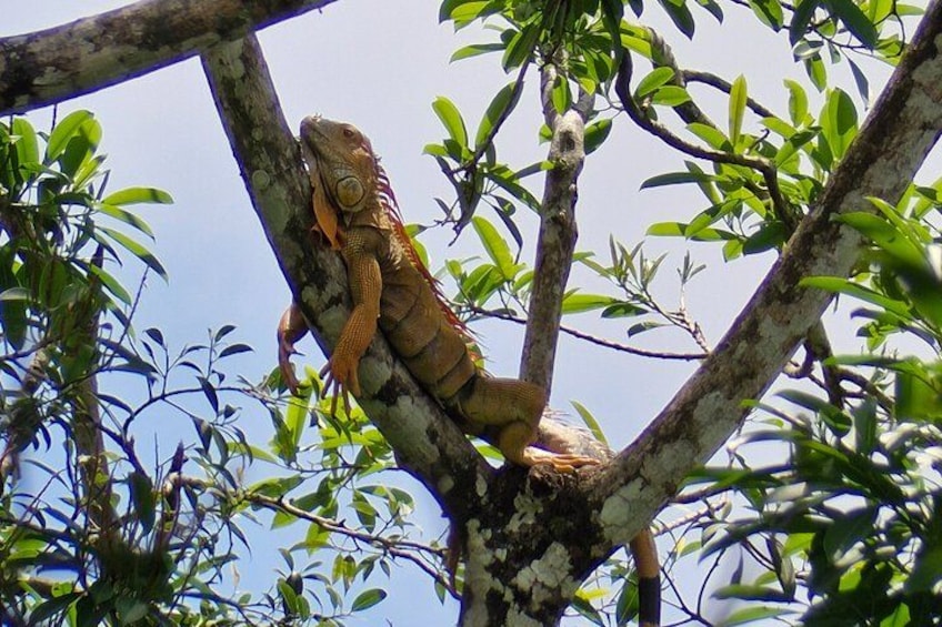 A large lizard on a tree branch. 3