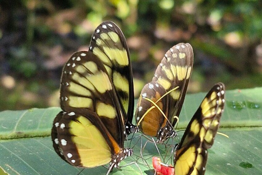 Three butterflies on a green leaf. 5