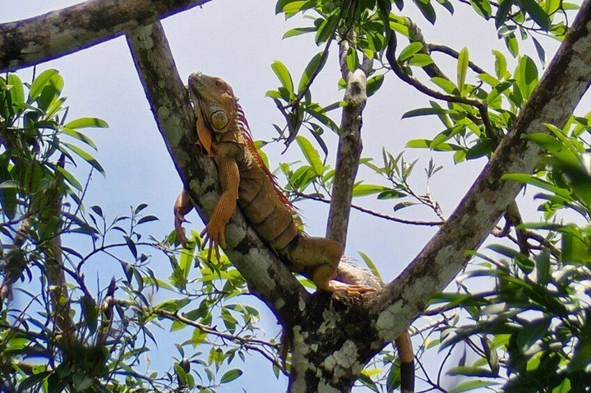 A large lizard on a tree branch. 3
