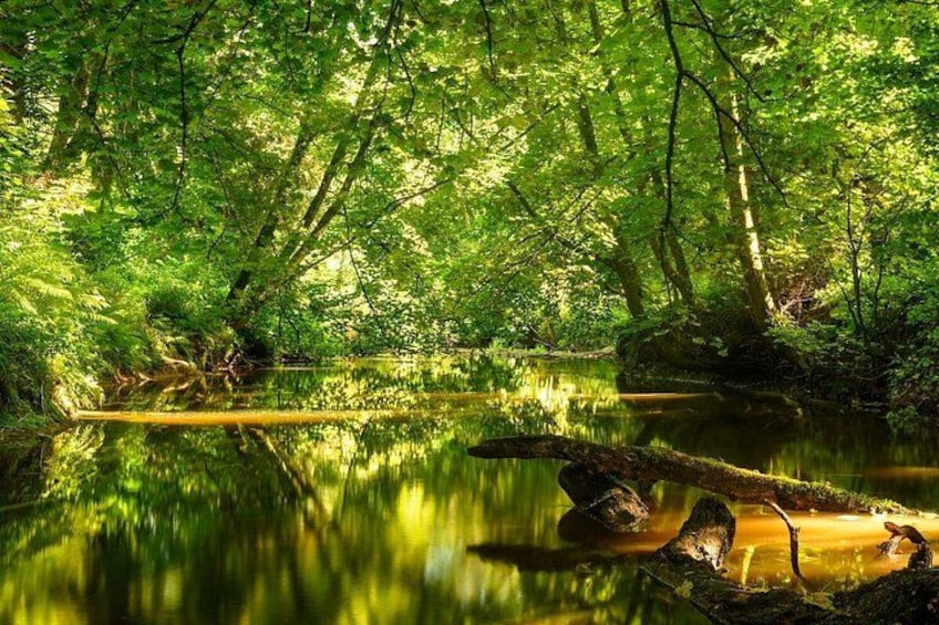 A forested area with a calm river reflecting trees. 3