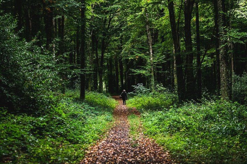 A forest path with dense greenery and trees. 1