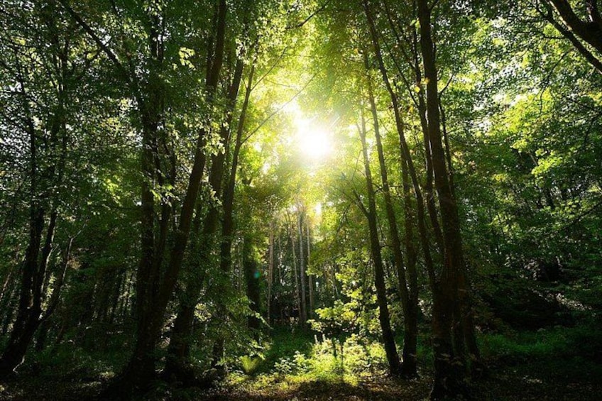 A dense forest with sunlight filtering through the trees. 2