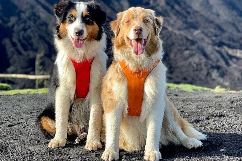 Twee honden zitten op een onverharde weg met een bergachtige achtergrond. 5