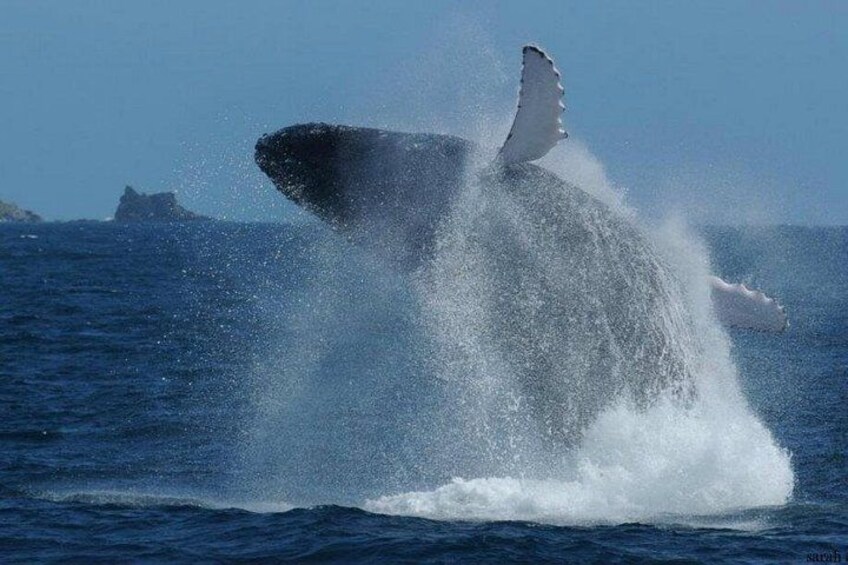 A whale breaching the ocean surface, creating a large splash. 3