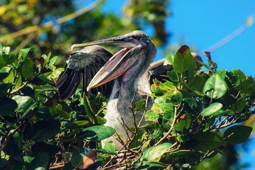 Een vogel met uitgeslagen vleugels, rustend tussen het groene gebladerte. 1