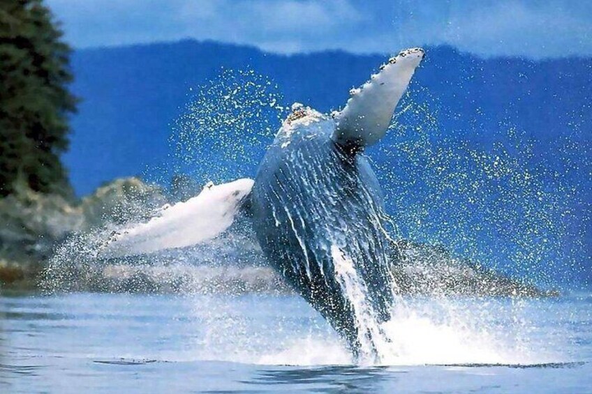 Een walvis duikt op met spetters rondom. 5