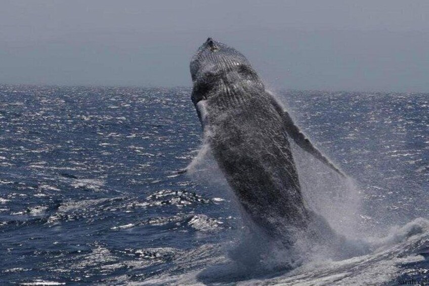 Een walvis springt uit de zee. 3