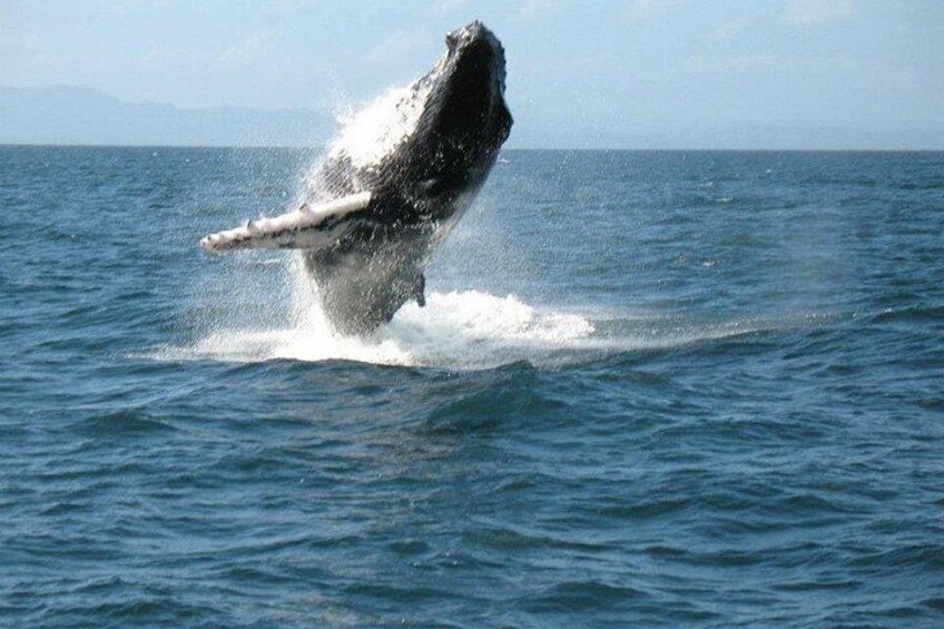 Een walvis springt uit de oceaan. 4