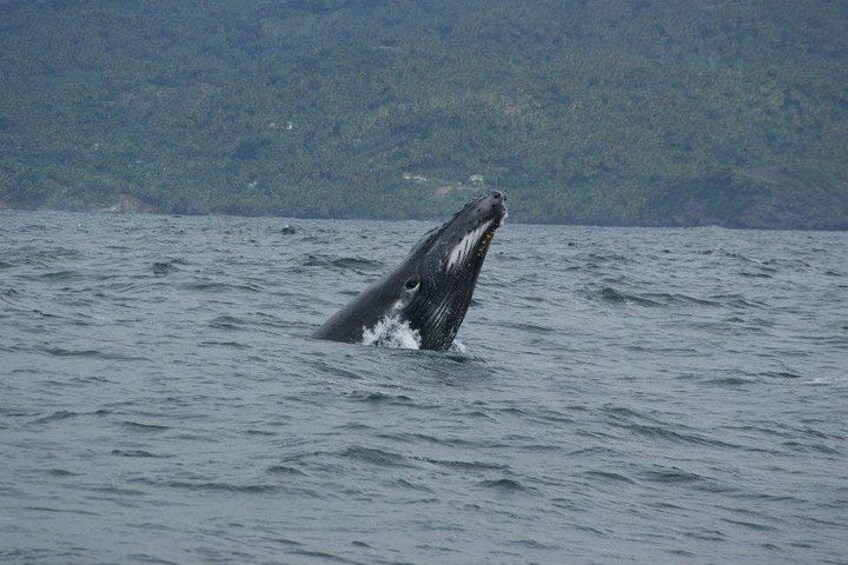 A whale breaching the water's surface. 2