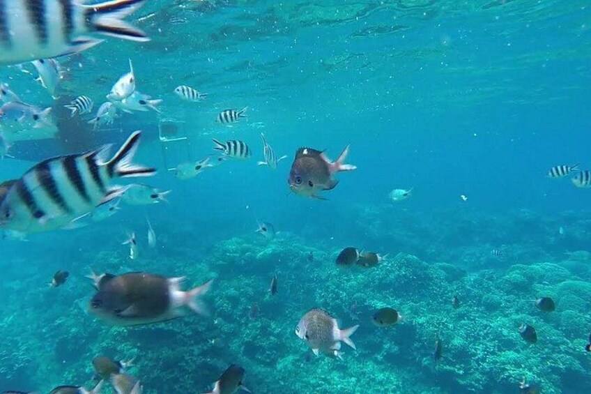 An underwater scene with various fish swimming around coral reefs. 3