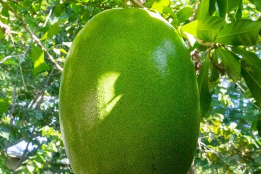 Un gros fruit vert pend d’un arbre, avec des feuilles en arrière-plan. 5