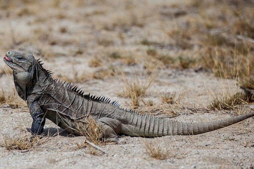 Un grand iguane marin sur une plage de sable où l’herbe est clairsemée. 4