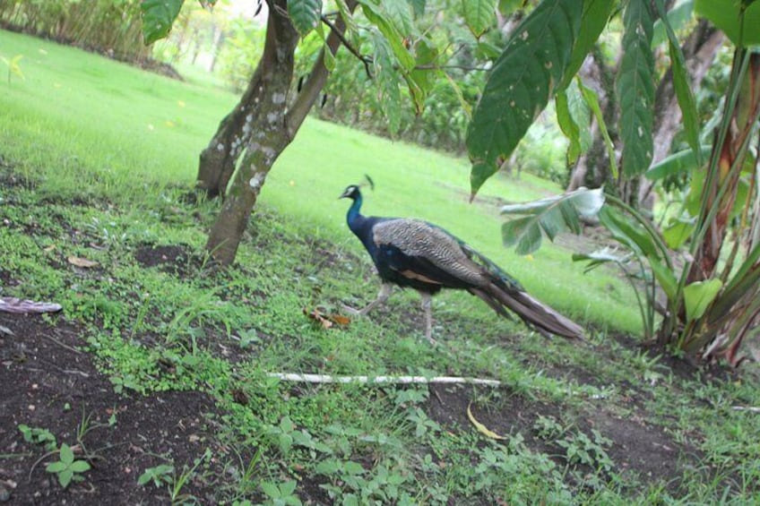 Local Excursion || Jungle Safari Excursion 2