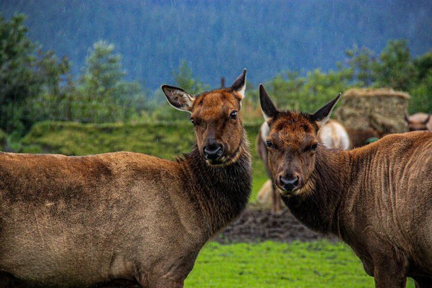 Alaska Wildlife Center 5