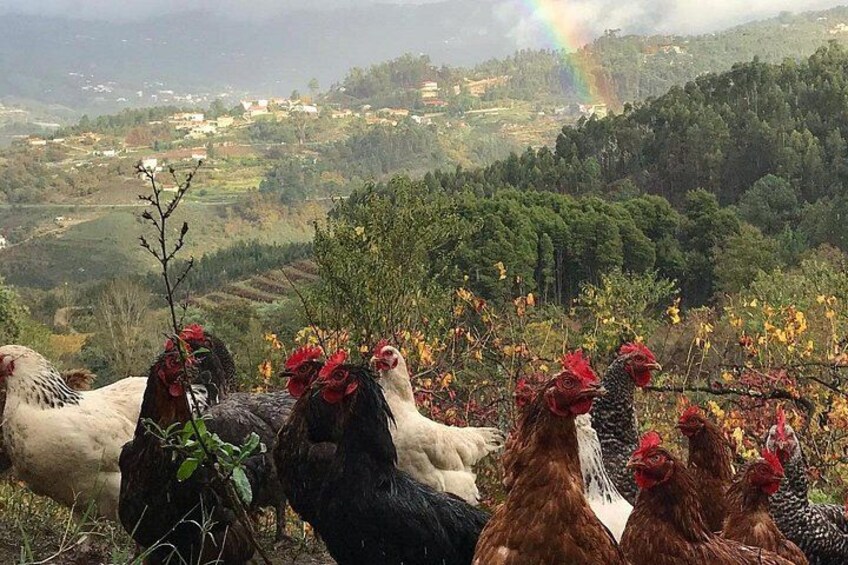 Traditional Cooking Class, Farm Tour & Lunch in the Douro Valley 4