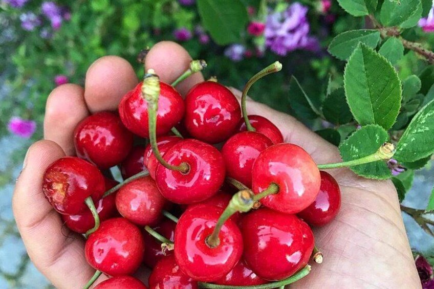 A hand holding glossy red cherries with green stems and leaves. 2