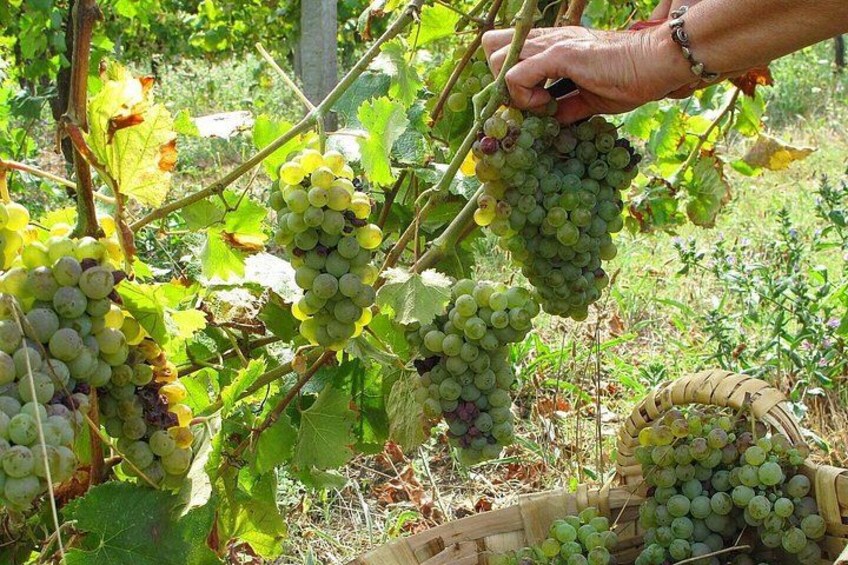 A person harvesting green grapes from a vine in a vineyard. 3