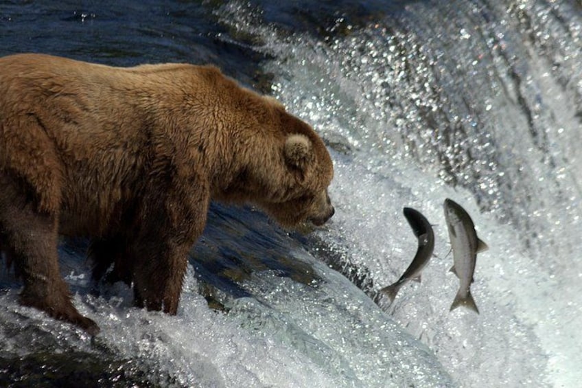 A bear standing in a river with fish jumping out of the water. 2