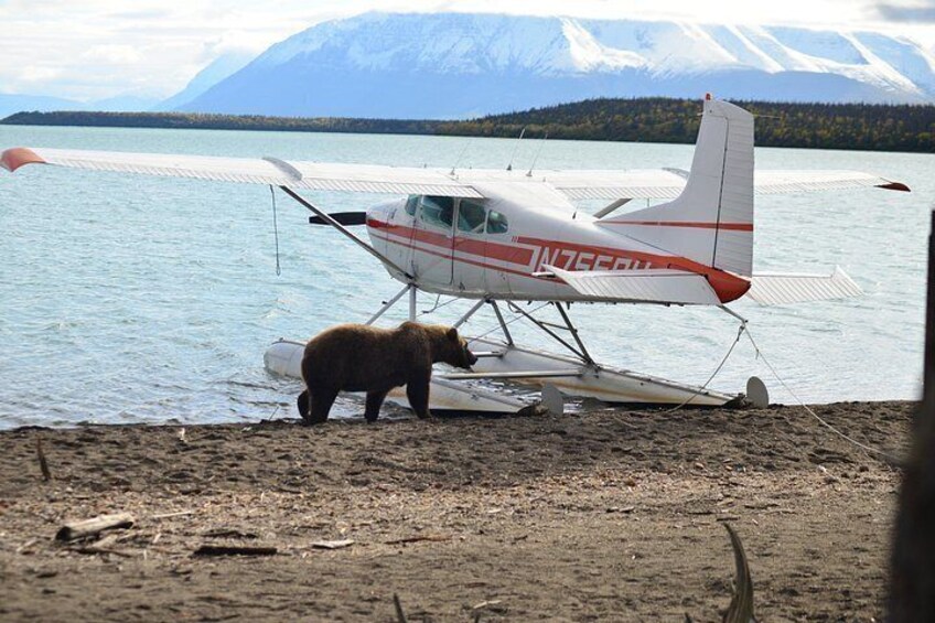 Brooks Falls Katmai Bear Viewing in a Float Plane 2