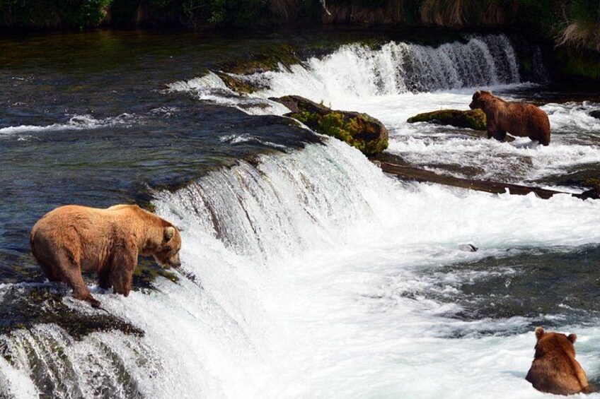 A brown bear standing on rocks by a waterfall. 4