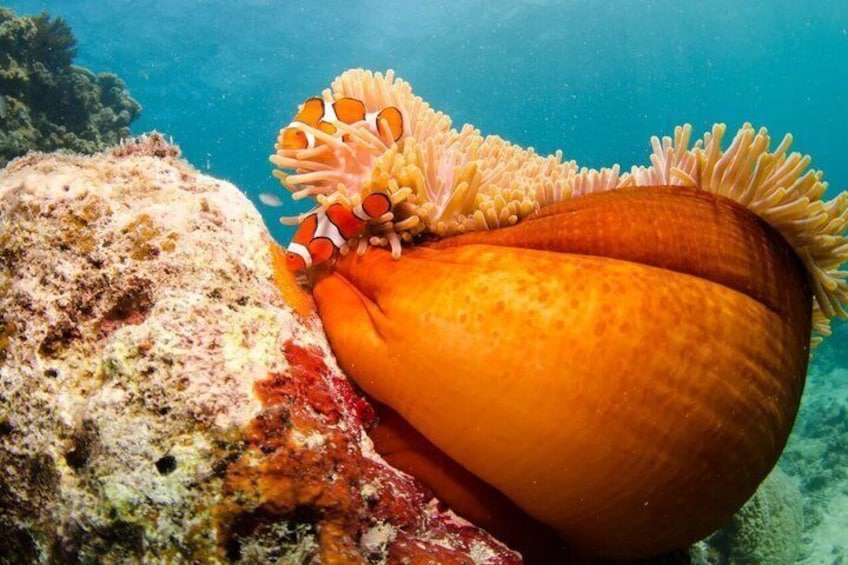 Een grote oranje zeeslak met een clownvis verscholen in de tentakels, een koraalrif en een rotsachtig onderwaterlandschap. 5