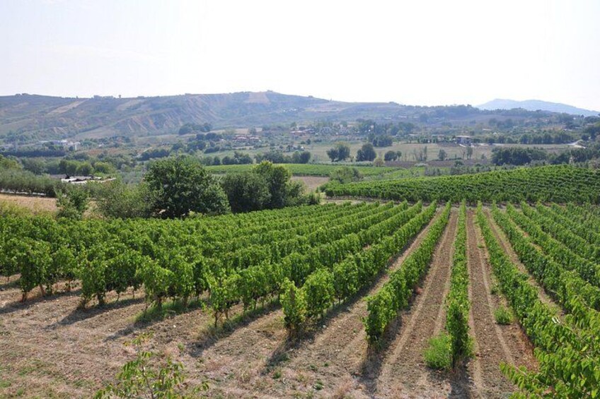 A vineyard with rows of grapevines. 3