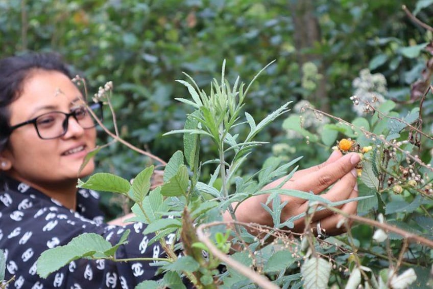 Une personne examine une plante aux feuilles vertes et aux petites fleurs jaunes. 3