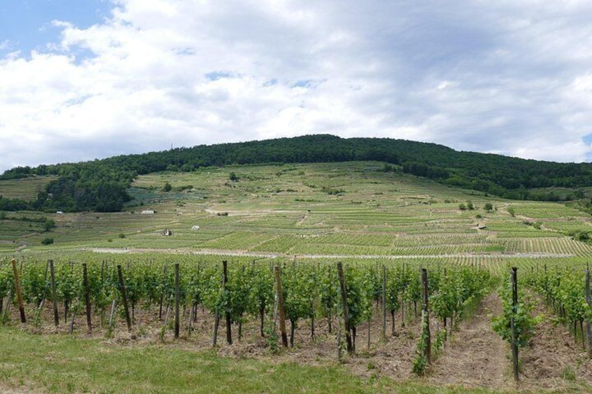 Medieval Alsace and Wine Tasting from Colmar 2