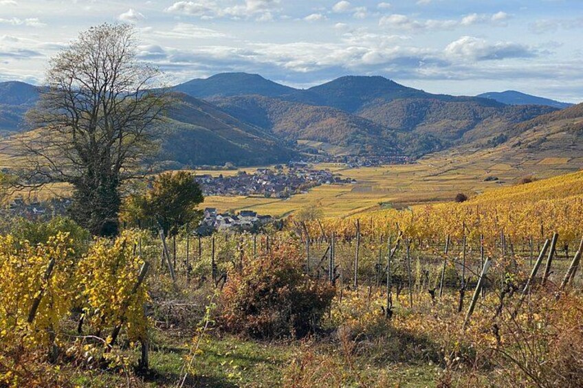 Medieval Alsace and Wine Tasting from Colmar 2