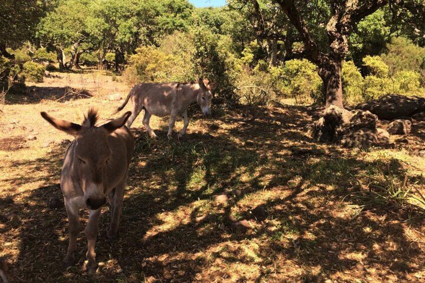 Donkeys in a wooded area with trees and rocks. 4